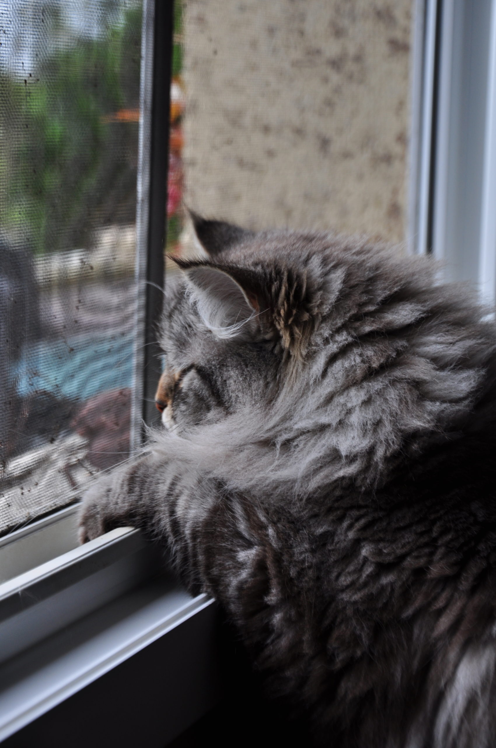 https://mon-chat-siberien.com chatons siberien