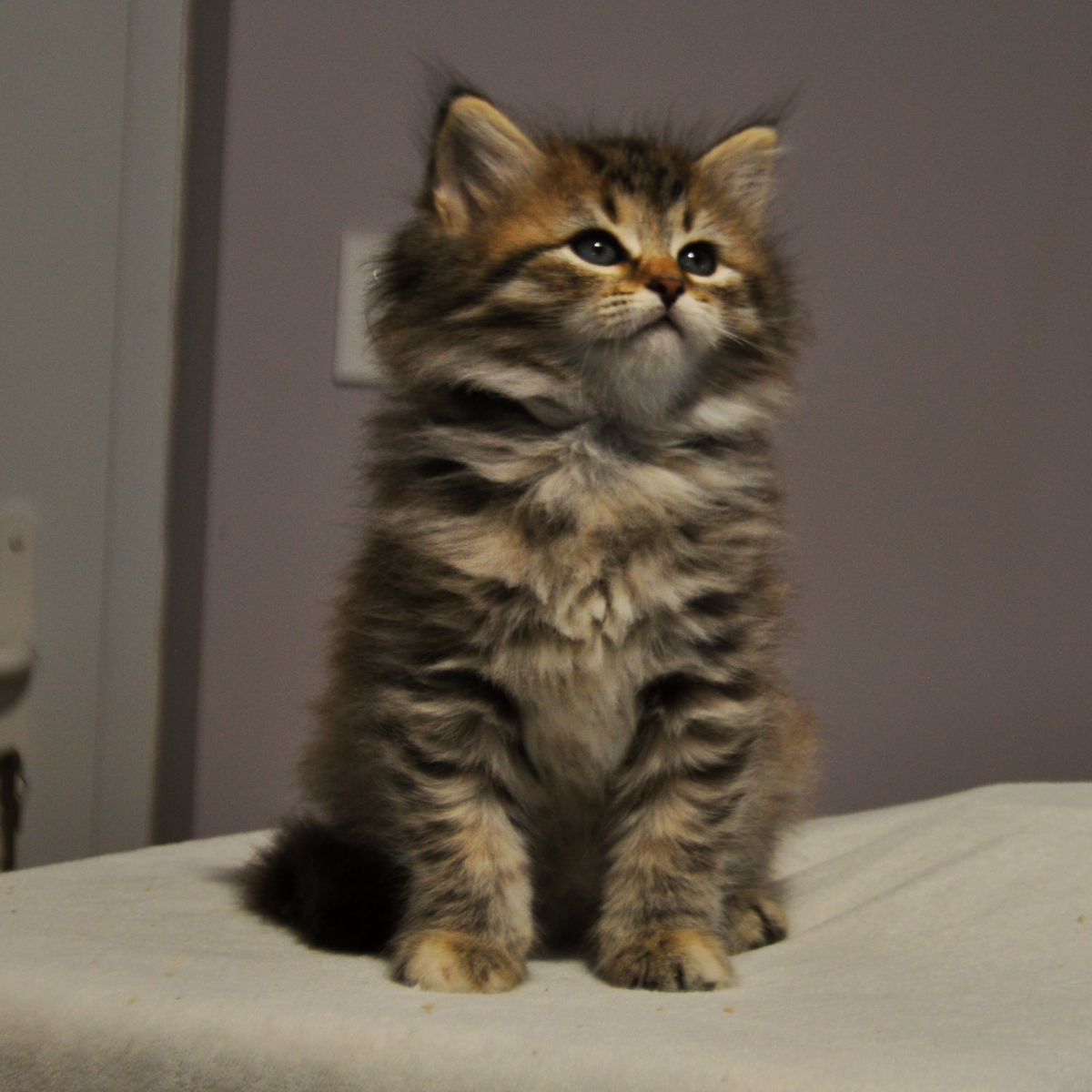 chatons siberien