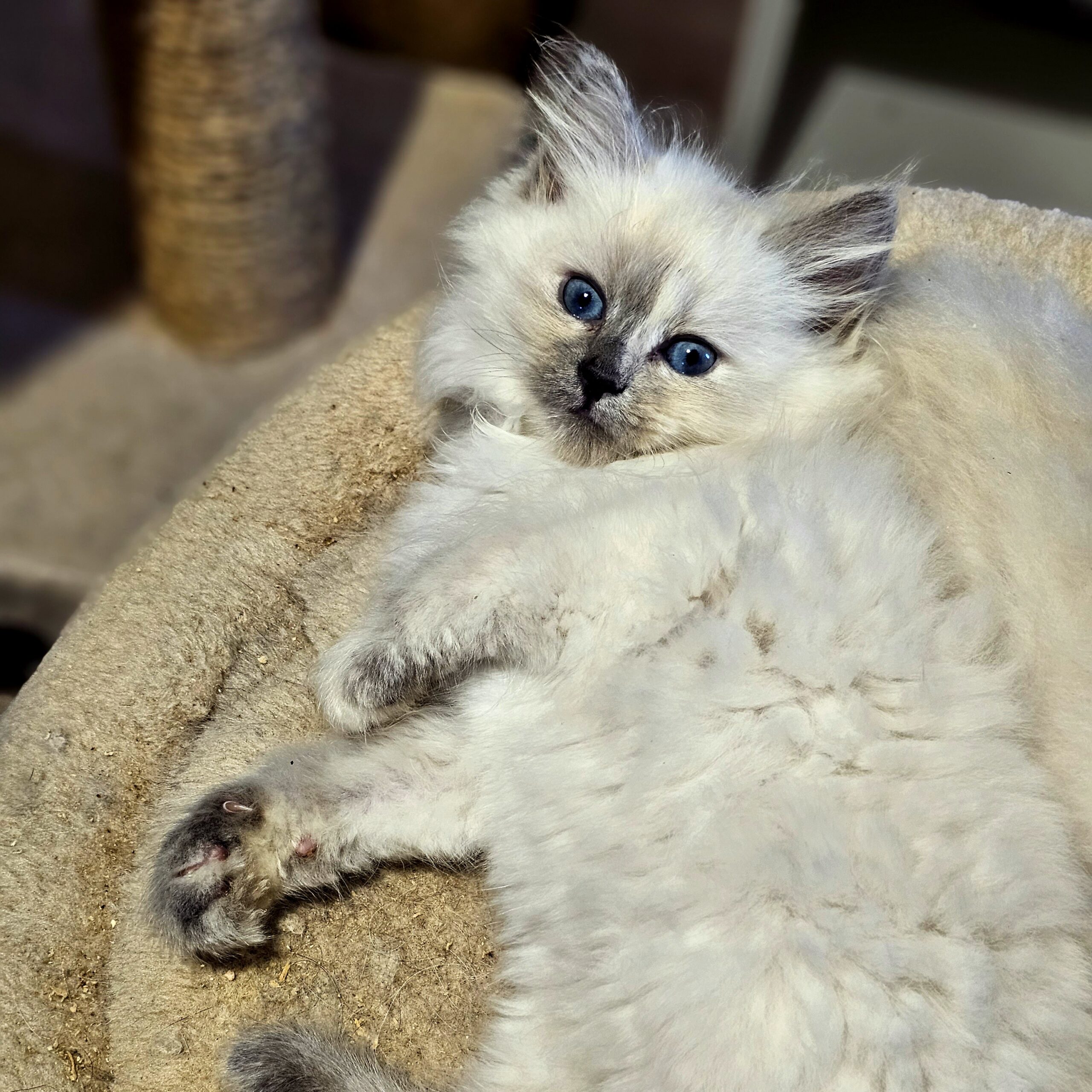 chats sibérien