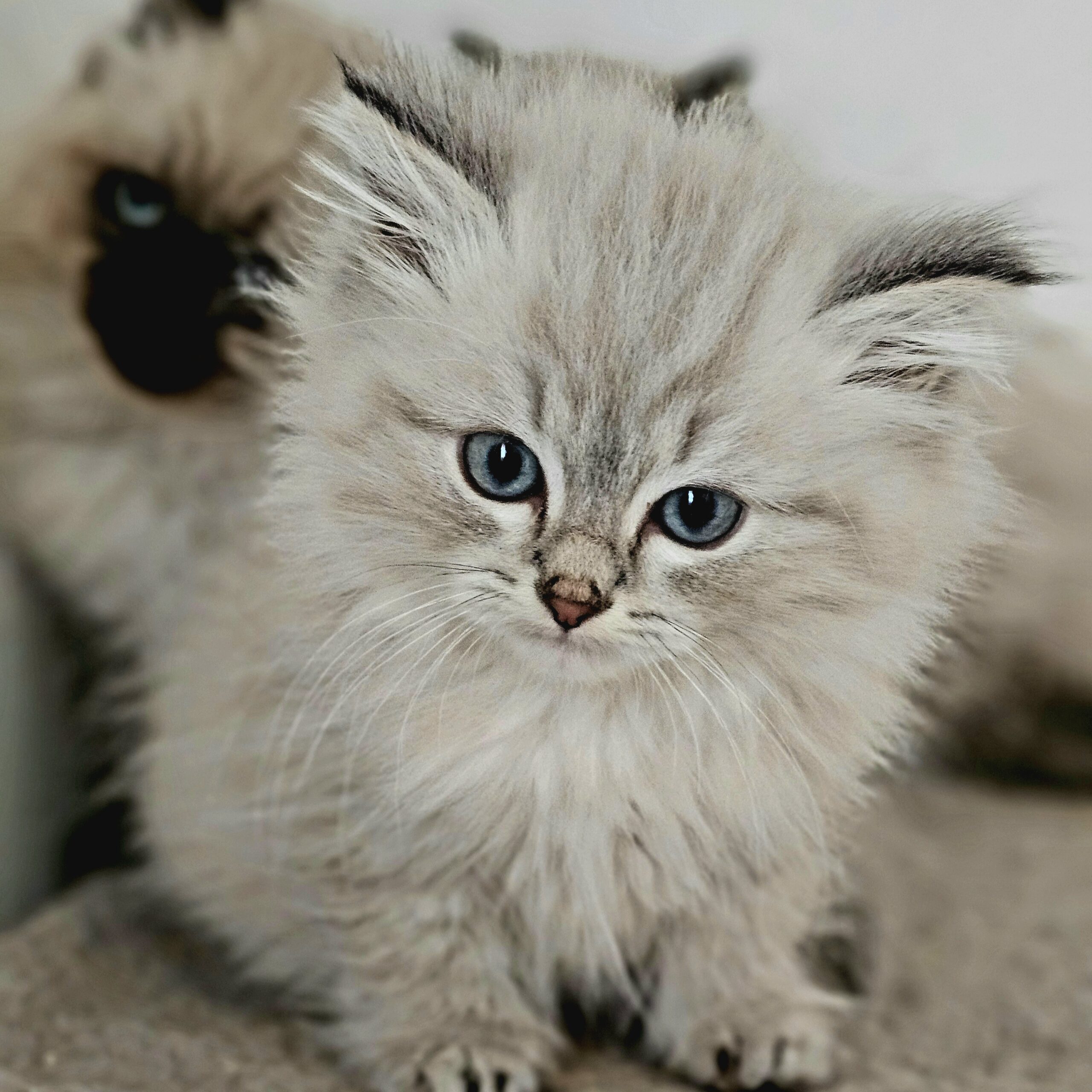 https://mon-chat-siberien.com chats sibérien