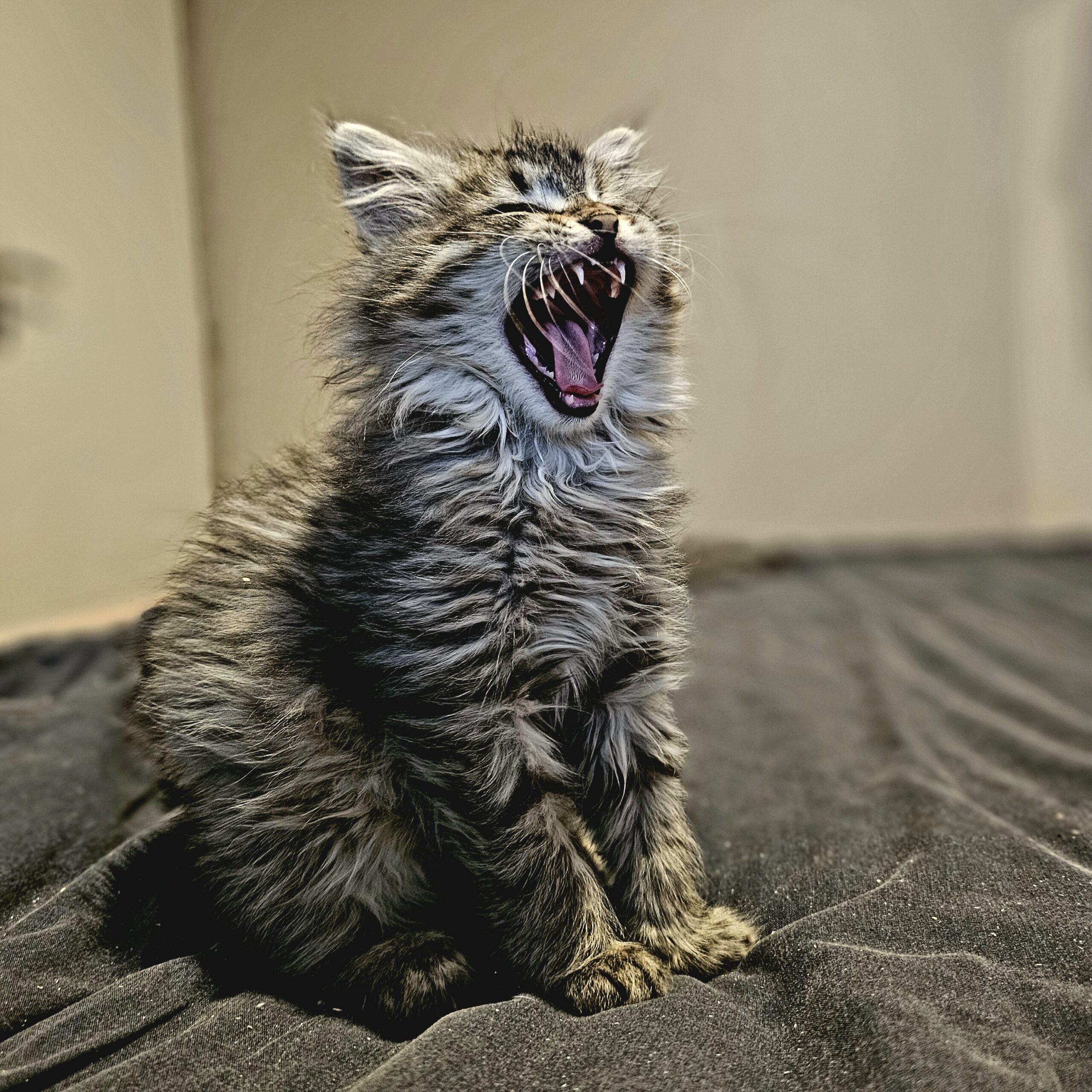 https://mon-chat-siberien.com chats sibérien