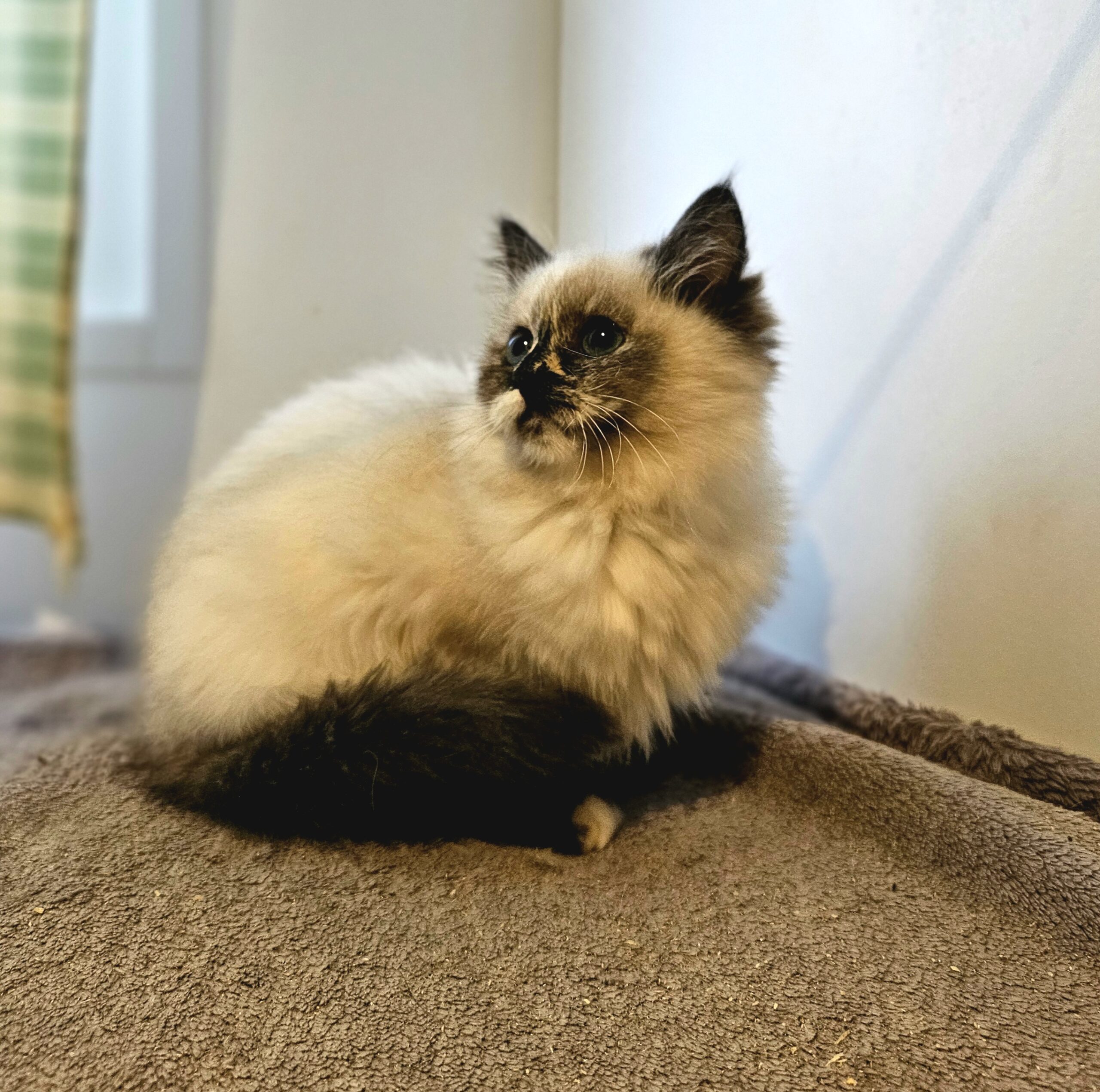 https://mon-chat-siberien.com/ chats sibérien