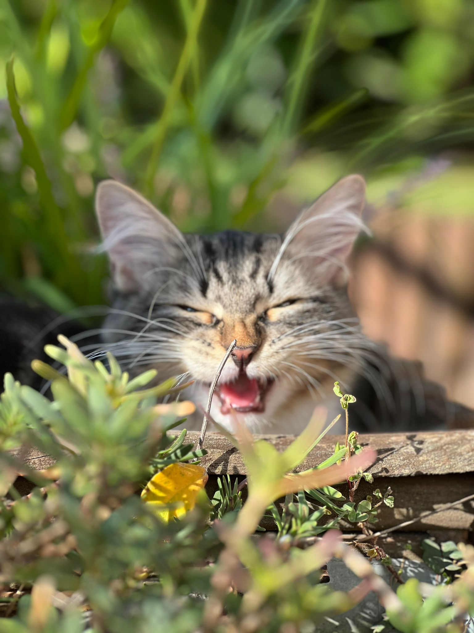 chat sibérien