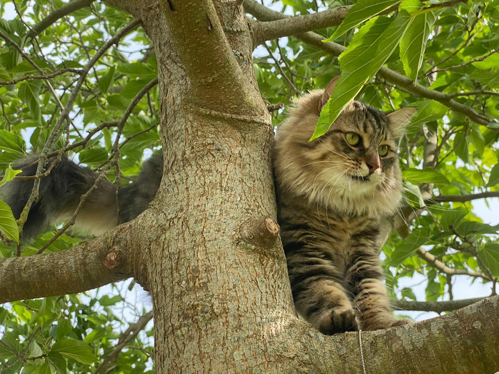 chats sibériens