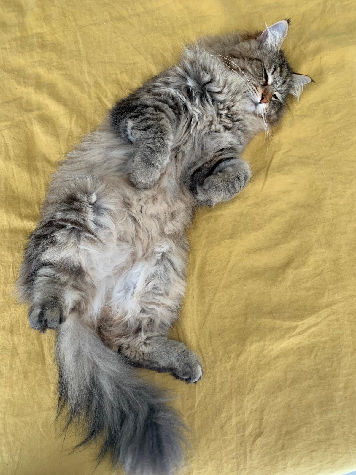 chat sibérien
