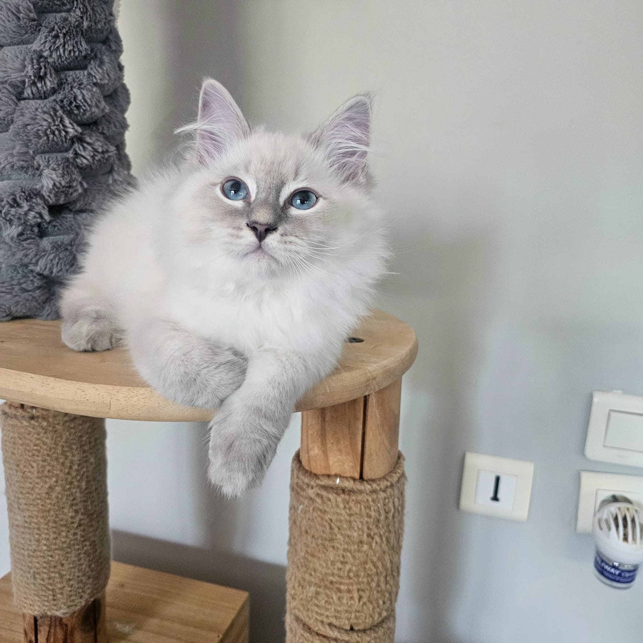 chat sibérien