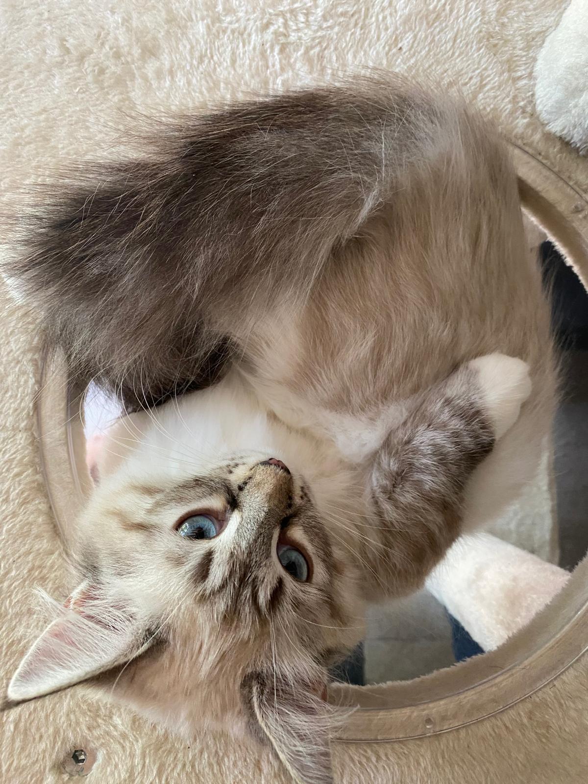 chat sibérien
