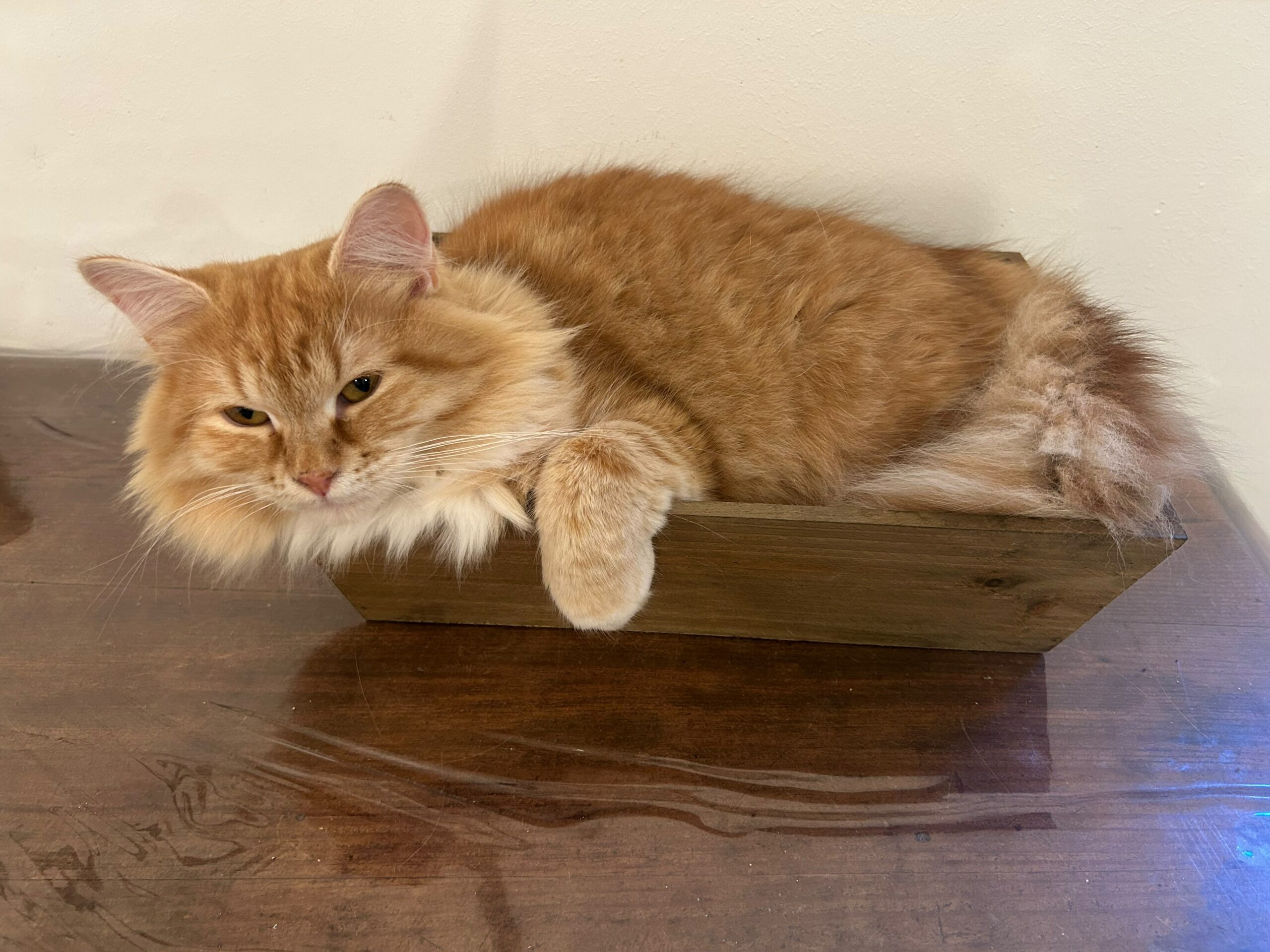 chat sibérien