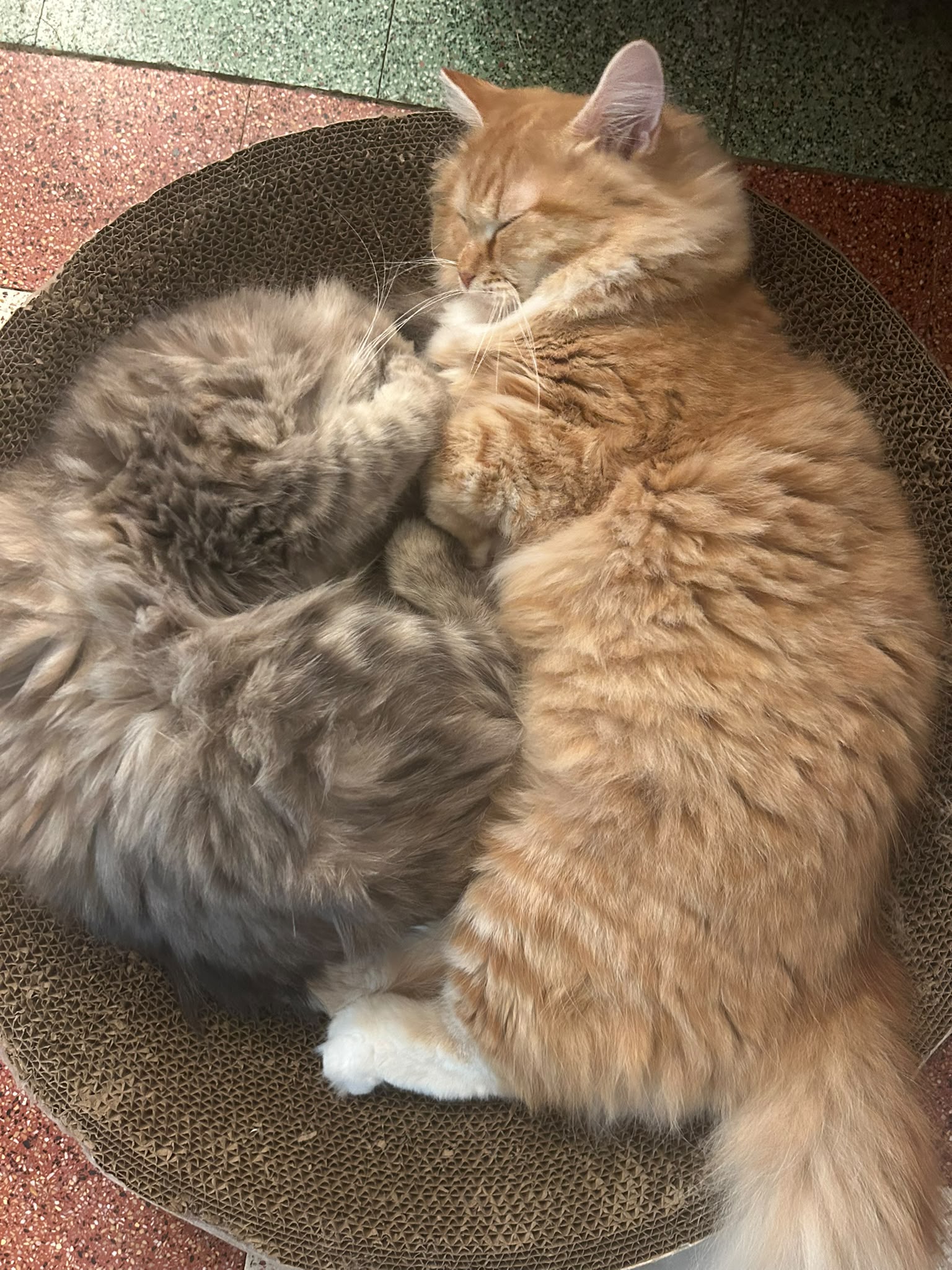 chat sibérien