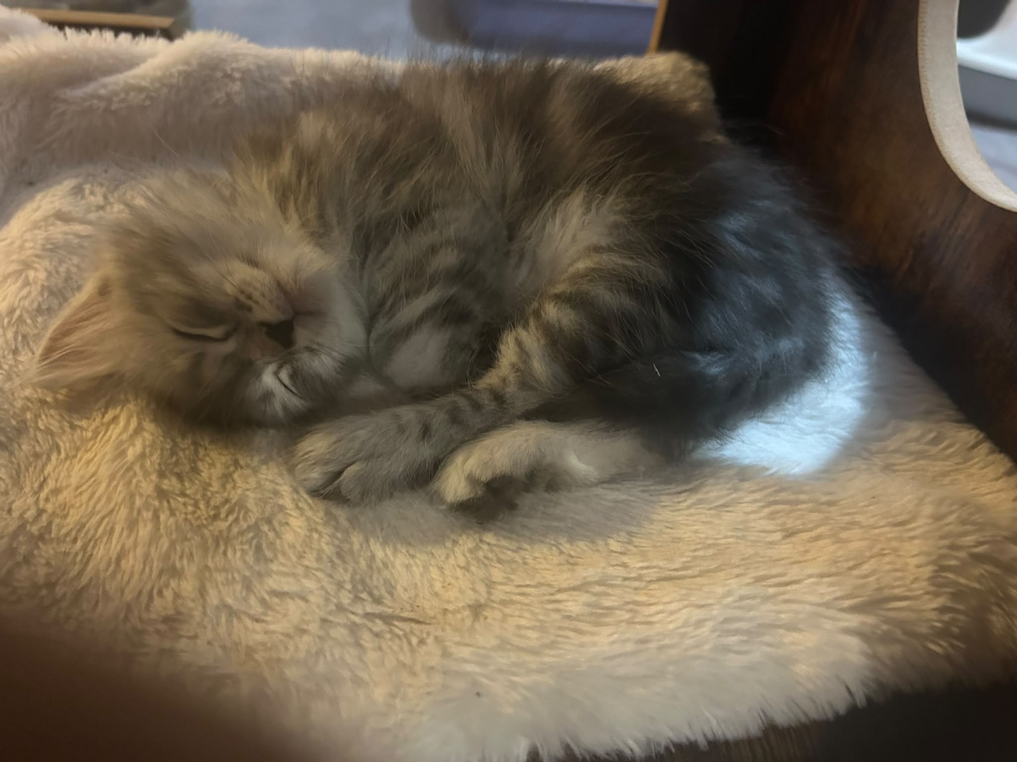 chat sibérien